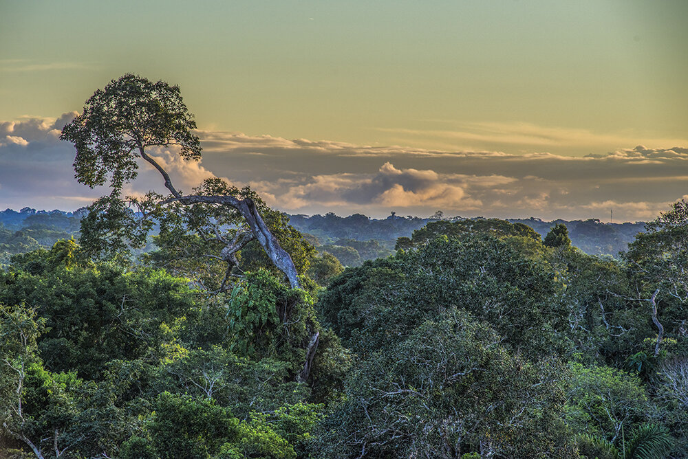 Peruvian Amazon - Photo taken by Jon Cox