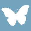 butterfly_amazon_rainforest-02.png