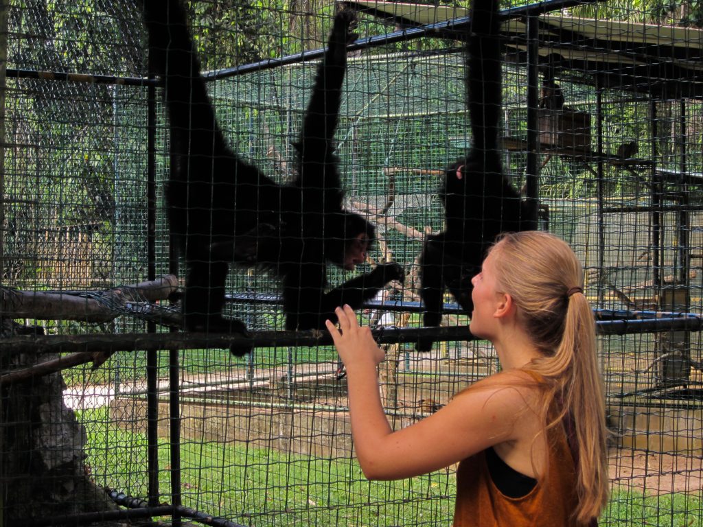 Macaco-aranha fofo em um zoológico