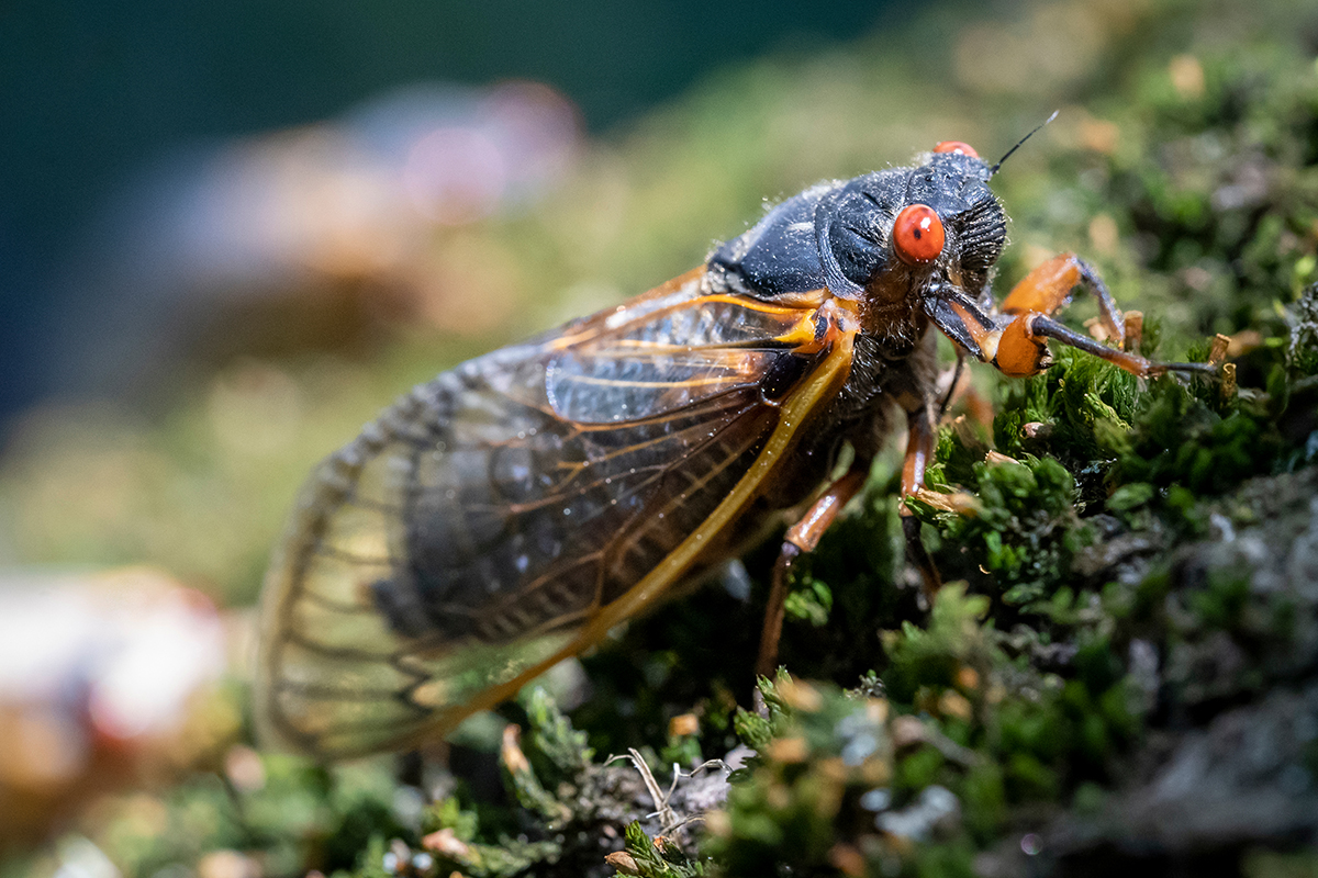 A Red-eyed, 17-year, Cicada
