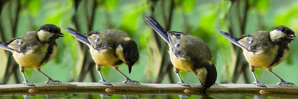 Pájaros bebiendo de la bañera para pájaros