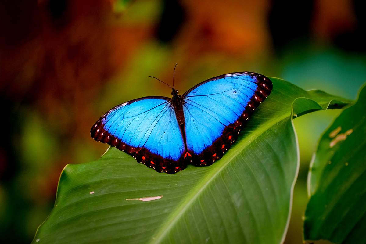 Blauwe Morpho vlinder