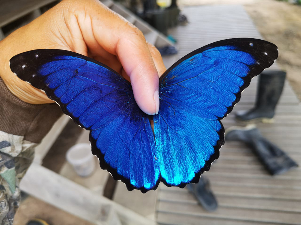 Ala de mariposa, belleza con alas de mariposa azul., azul, alas