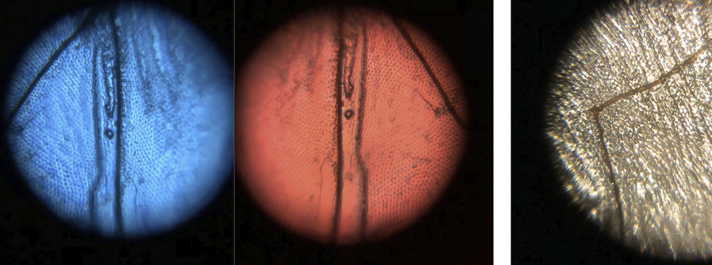Izquierda: Díptico de un ala de una mosca del racimo, bajo dos luces fluorescentes diferentes.Derecha: El ala de una mosca común vista a través del objetivo de mi Foldscope.