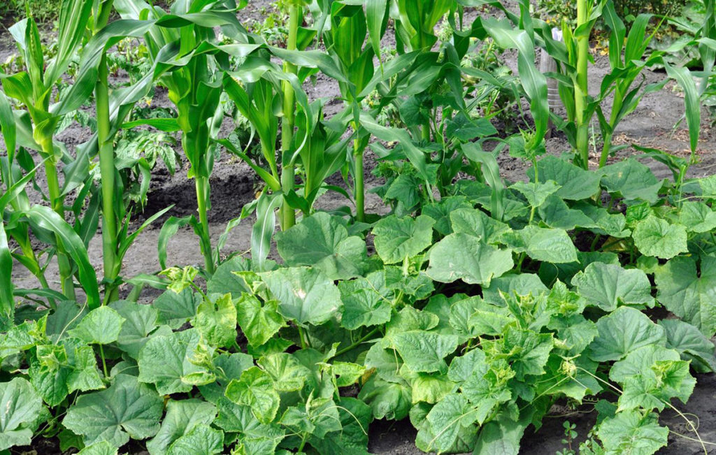 Corn, beans, and squash growing together