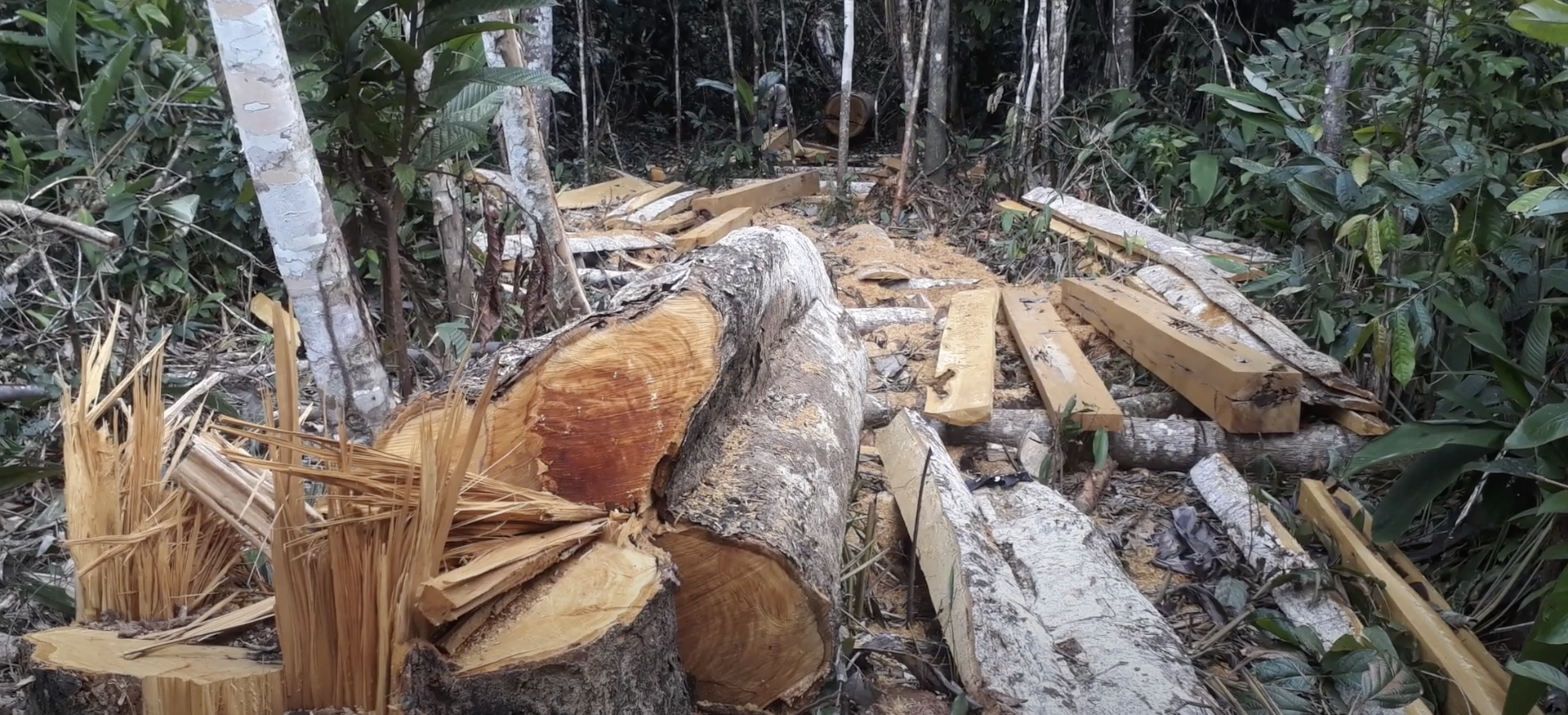 Exploitation forestière illégale