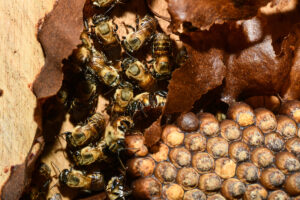 Abeilles sans dard dans une ruche dans la forêt amazonienne péruvienne