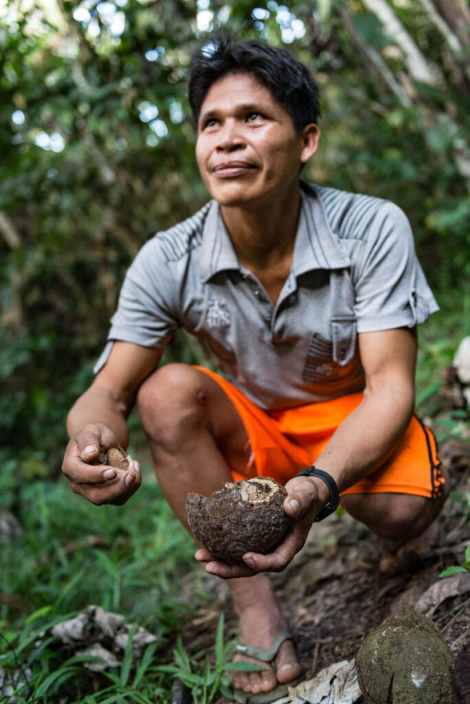 Een lid van de Ese'Eja stam verzamelt paranoten in het Peruaanse Amazonegebied. 