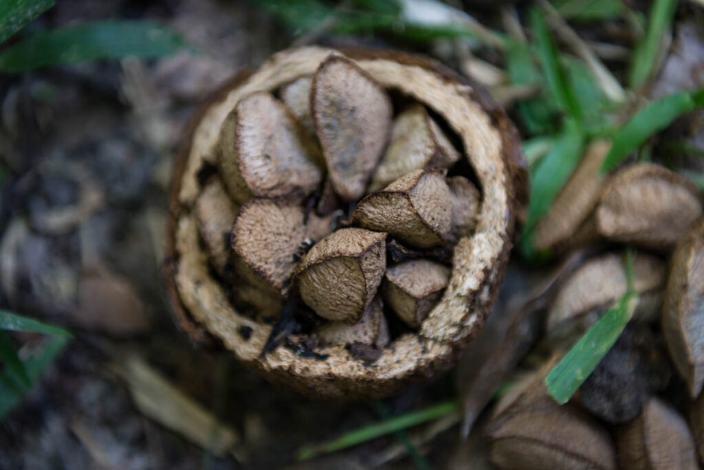 Braziliaanse noten