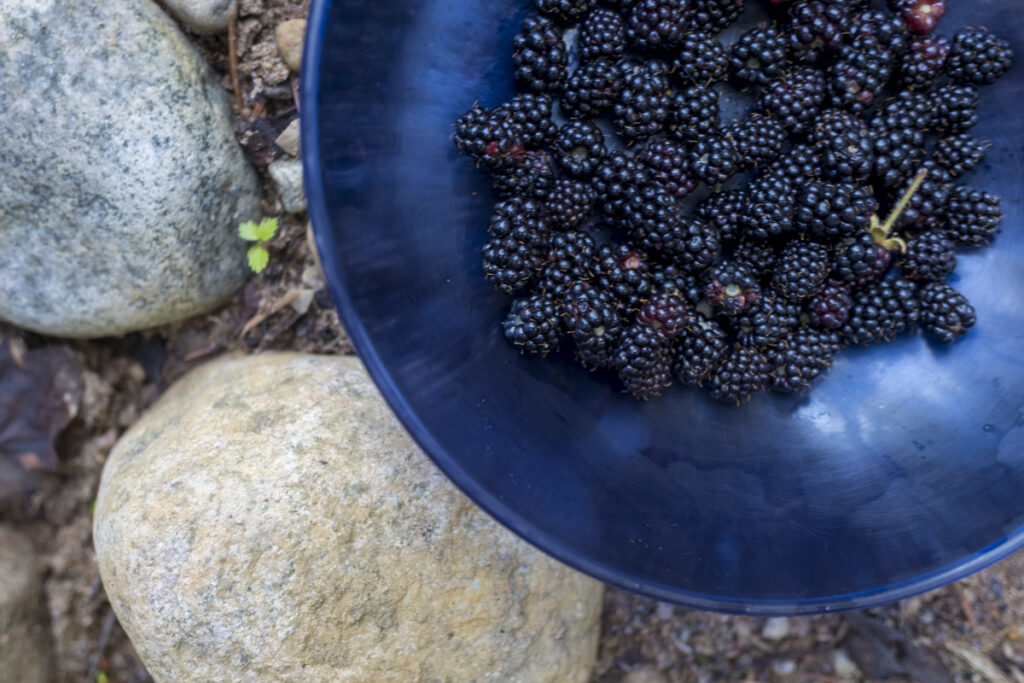 Blackberries in a blue bowl on the ground.