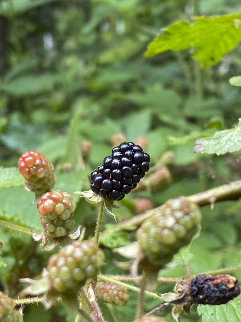 Wild blackberries on the vine
