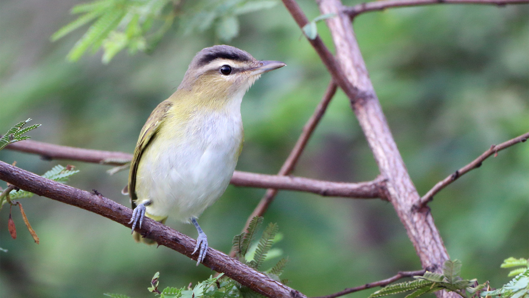 Chivi Vireo (Vireo chivi), isolated, perched among foliage. endemic bird of south america