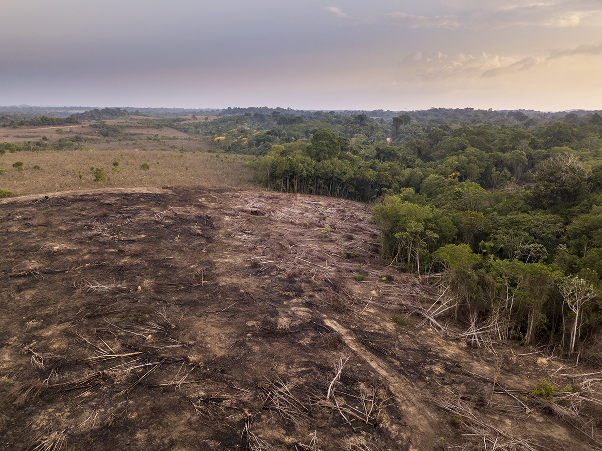 Deforestación ilegal en la explotación.